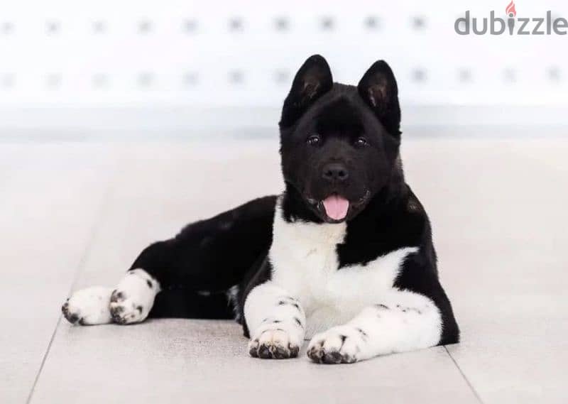 American Akita puppy boy from Russia 0