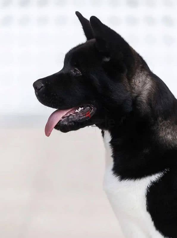 American Akita puppy boy from Russia 1