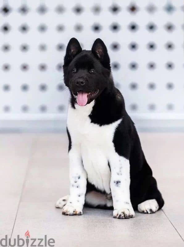 American Akita puppy boy from Russia 2