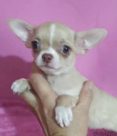 Chihuahua female from Russia