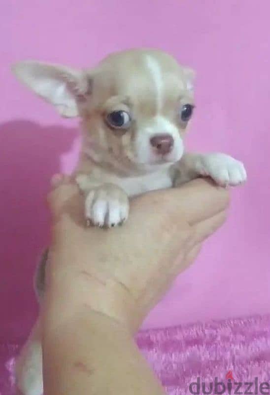 Chihuahua female from Russia 1