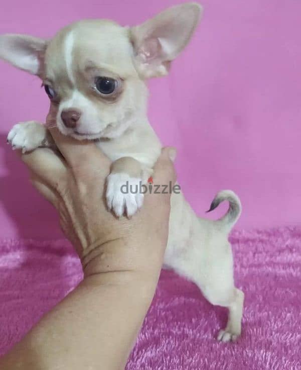 Chihuahua female from Russia 2