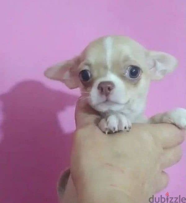 Chihuahua female from Russia 3