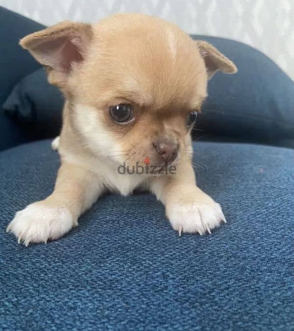 mini chihuahua puppies from Russia 1