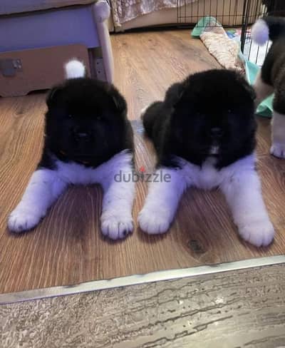 American Akita puppies boys from Russia