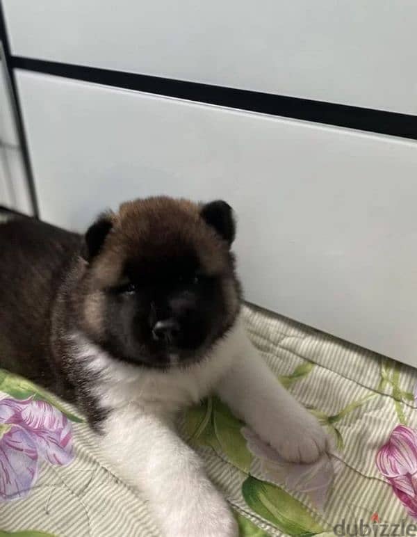 American Akita puppies boys from Russia 2