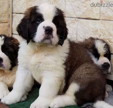 Luxurious teddy bears saint bernard females