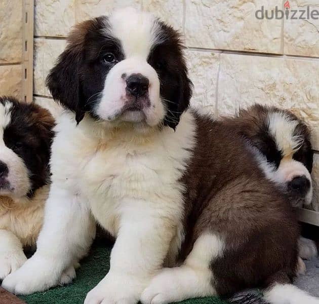 Luxurious teddy bears saint bernard females 0