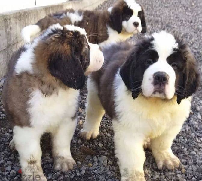 Luxurious teddy bears saint bernard females 1