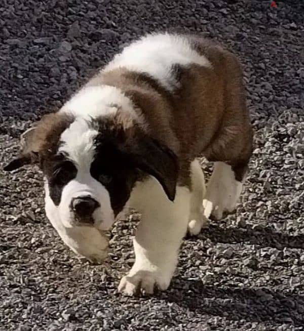 Luxurious teddy bears saint bernard females 2