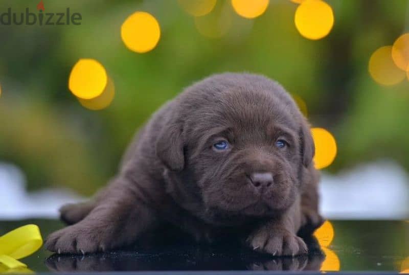 church labrador puppies from Russia 0