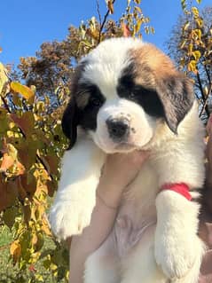 saint bernard puppy boy from Russia 0