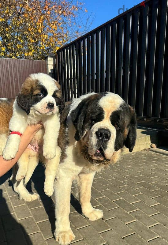 saint bernard puppy boy from Russia 1