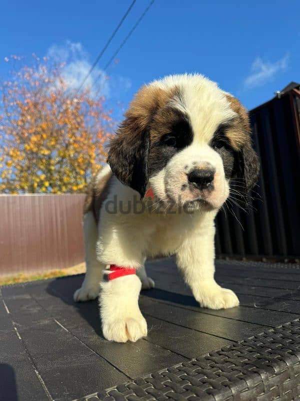 saint bernard puppy boy from Russia 4