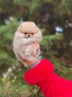 pomeranian puppy female gorgeous teddy bear from Russia 0