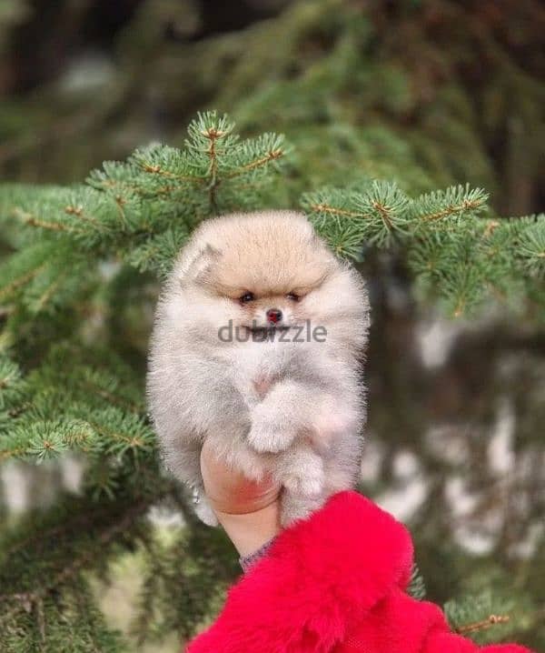 pomeranian puppy female gorgeous teddy bear from Russia 1