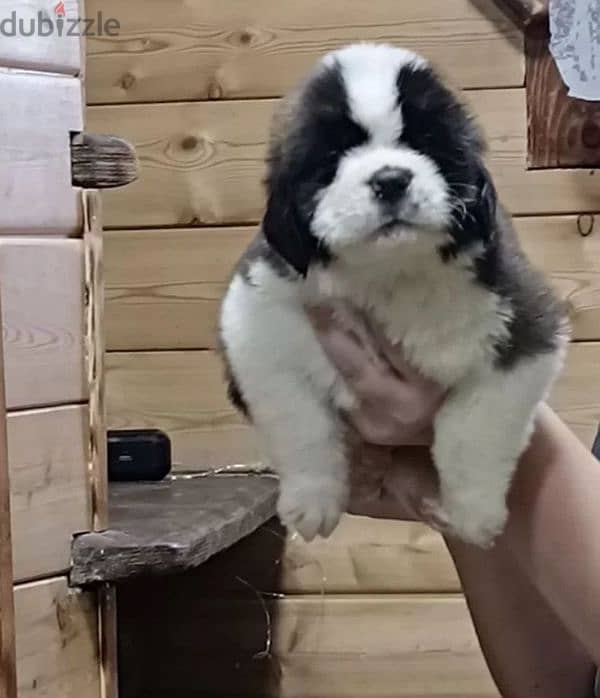 saint bernard puppy boys from Russia 0