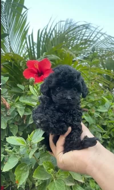 Female poodle 80 day