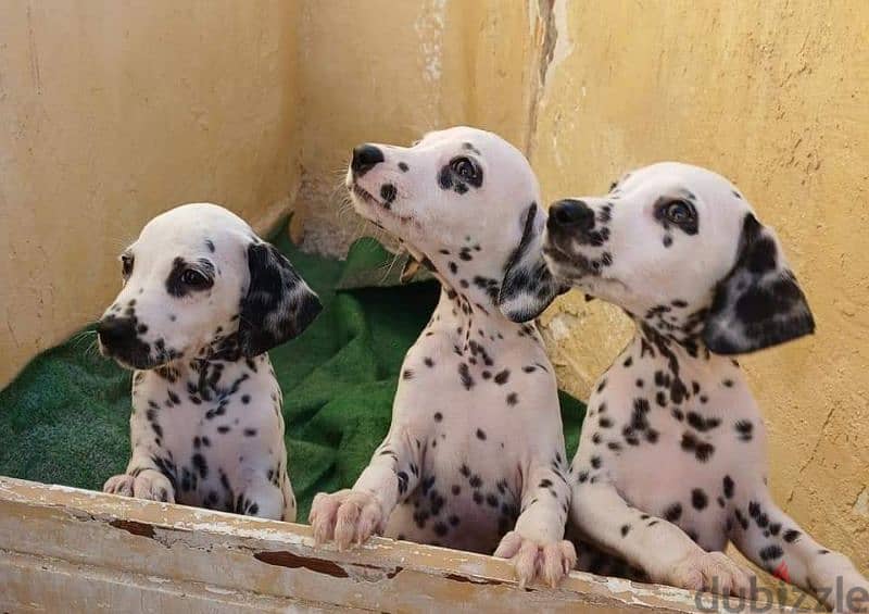 dalmatian puppies 0