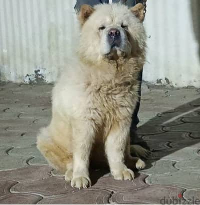 chow chow تشاو تشاو