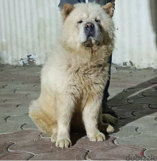 chow chow تشاو تشاو 0