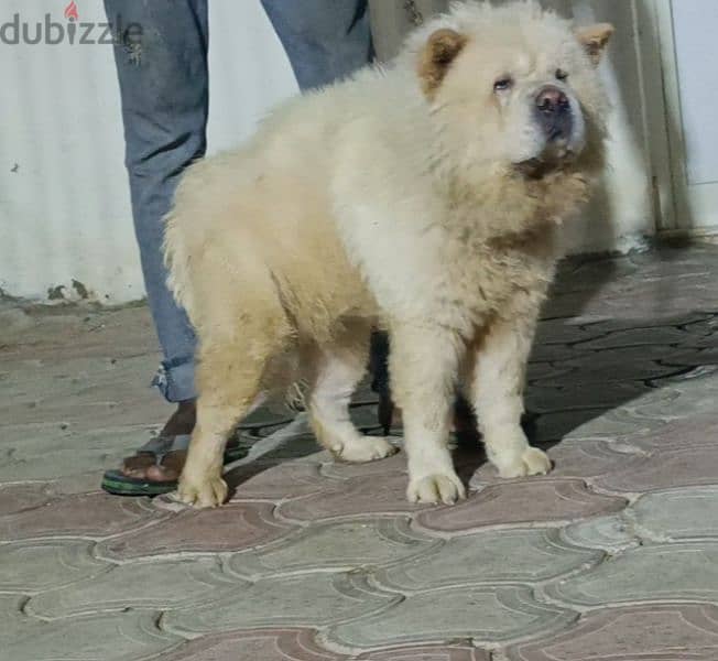 chow chow تشاو تشاو 1