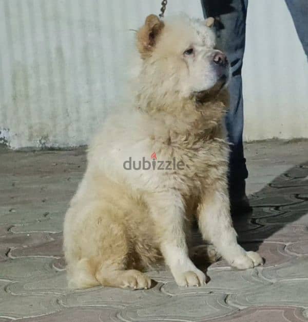 chow chow تشاو تشاو 2