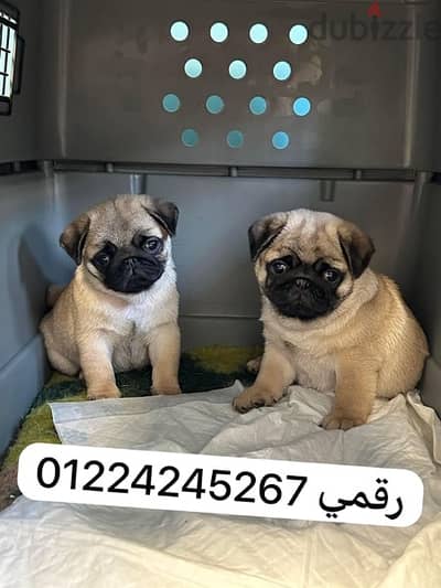 pug_بج