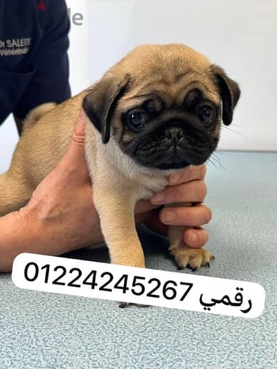 pug_puppy