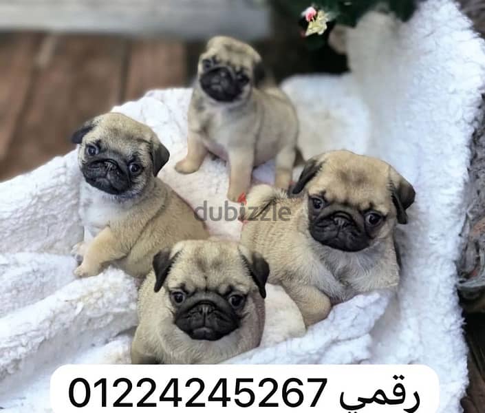 بج _puppy _ pug 0