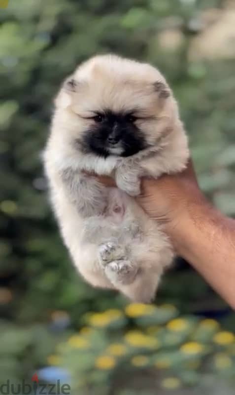 female Pomeranian 0