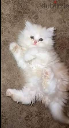 كيتن شيرازي شانشيلا بيور قطط ذكور واناث Persian cats, male and female 0