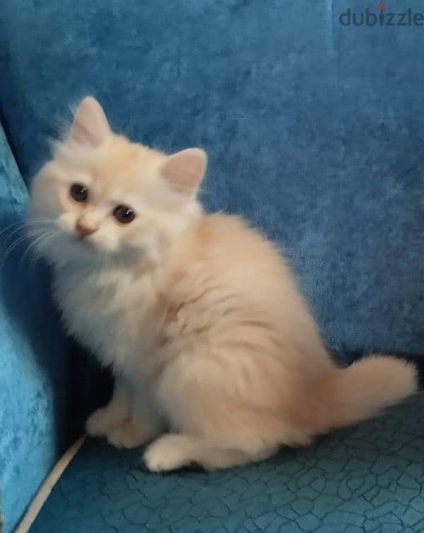 كيتن شيرازي شانشيلا بيور قطط ذكور واناث Persian cats, male and female 1