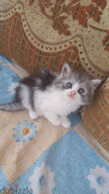 كيتن شيرازي شانشيلا بيور قطط ذكور واناث Persian cats, male and female 2