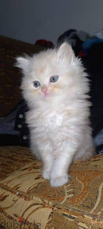 كيتن شيرازي شانشيلا بيور قطط ذكور واناث Persian cats, male and female 3