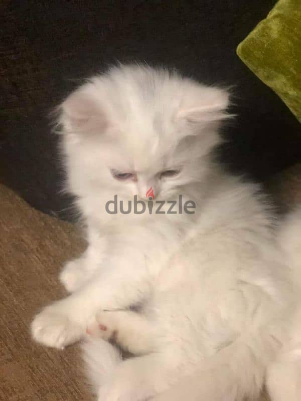 كيتن شيرازي شانشيلا بيور قطط ذكور واناث Persian cats, male and female 5