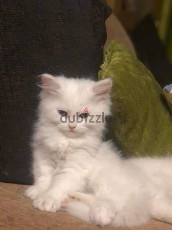 كيتن شيرازي شانشيلا بيور قطط ذكور واناث Persian cats, male and female 6