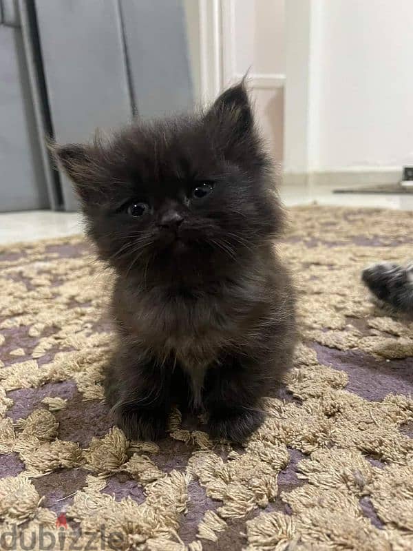 كيتن شيرازي شانشيلا بيور قطط ذكور واناث Persian cats, male and female 7