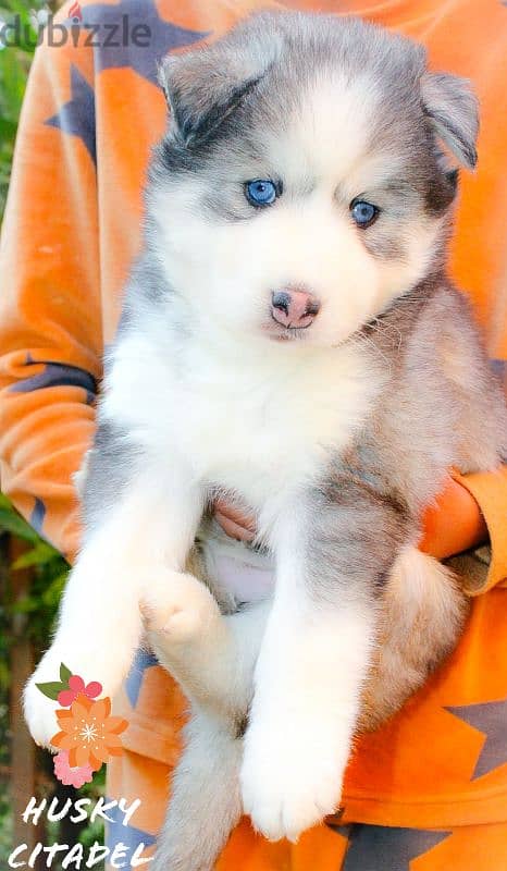 3بنات هاسكي لونج هير للبيع husky 1