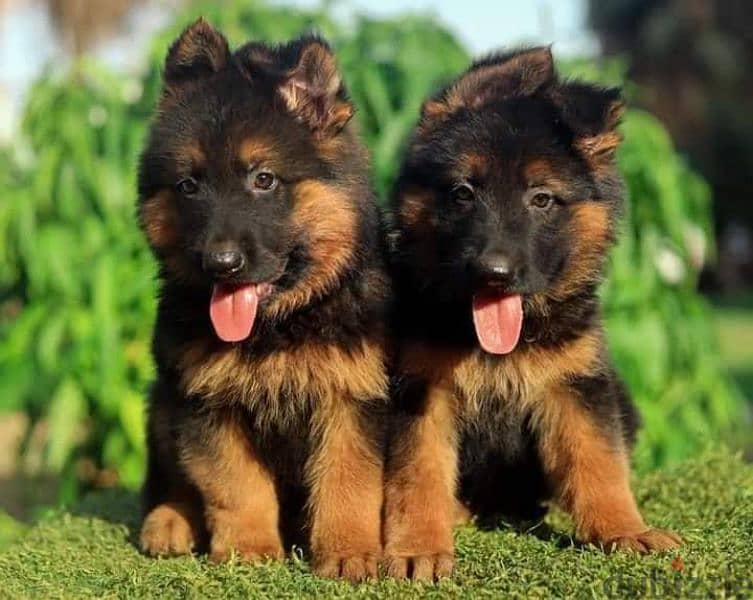 جيرمن شيبرد German shepherd puppy showline long hair pure بيور 100% 1