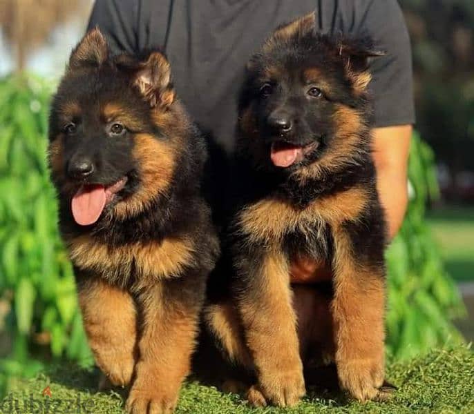 جيرمن شيبرد German shepherd puppy showline long hair pure بيور 100% 2