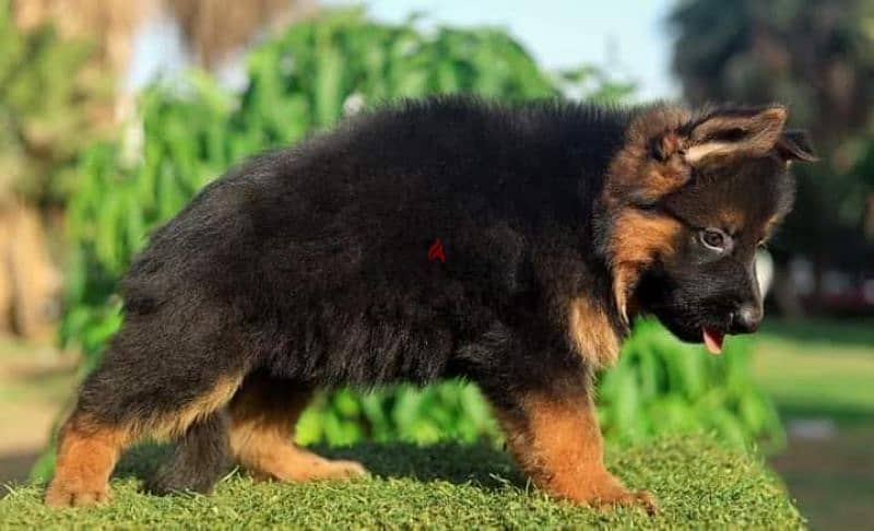 جيرمن شيبرد German shepherd puppy showline long hair pure بيور 100% 3