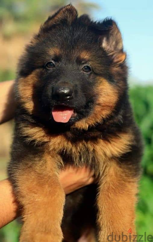 جيرمن شيبرد German shepherd puppy showline long hair pure بيور 100% 5