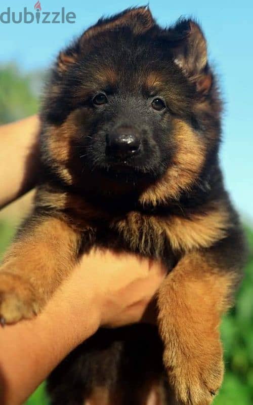 جيرمن شيبرد German shepherd puppy showline long hair pure بيور 100% 6