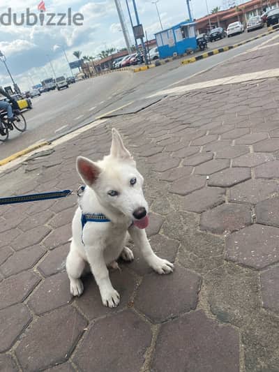 white husky هاسكي