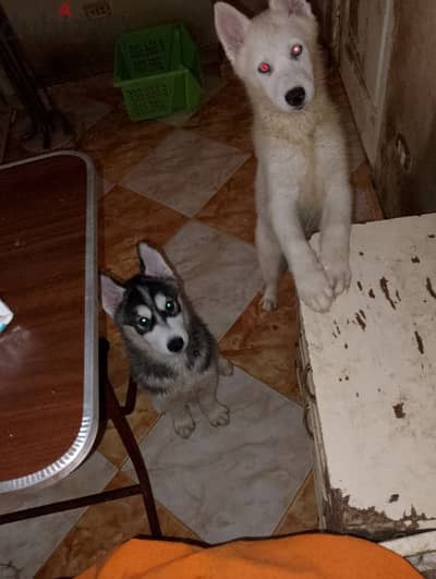 husky white نتايه شهرين