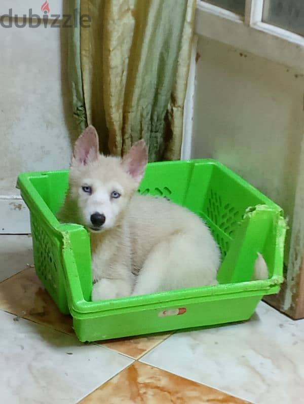 husky white نتايه شهرين 1