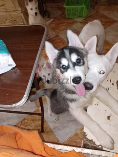 husky  دكر هاسكي شهرين عيون عسلي