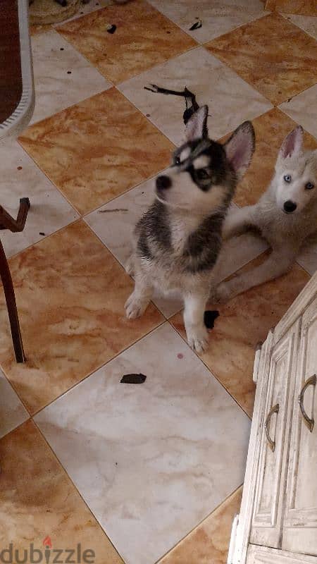 husky  دكر هاسكي شهرين عيون عسلي 2