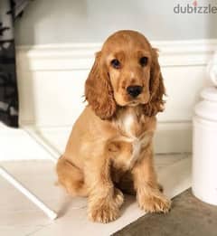 looking for a female cocker spaniel 0